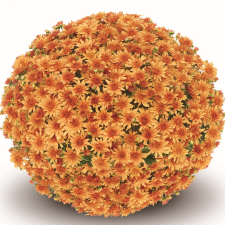 Latin Name: Chrysanthemum x morifolium 
<br/>
Common Name: Belgian Fonti Orange
