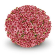 Latin Name: Chrysanthemum morifolium 
<br/>
Common Name: Belgian Fonti Red
