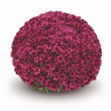 Latin Name: Chrysanthemum x morifolium 
<br/>
Common Name: Belgian Arluno Purple
