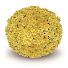 Latin Name: Chrysanthemum x morifolium
<br/>
Common Name: Belgian Fonti Yellow
