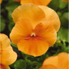 Latin Name: Viola x wittrockiana
<br/>
Common Name: Pansy Matrix Orange
