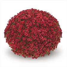 Latin Name: Chrysanthemum mortifolium 
<br/>
Common Name: Belgian Staviski Red
