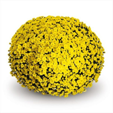 Latin Name: Chrysanthemum morifolium 
<br/>
Common Name: Belgian Staviski Yellow
